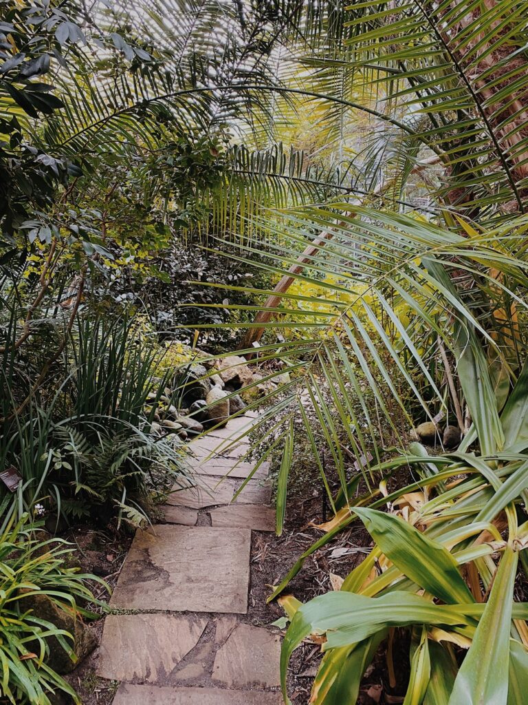 serre tropicale hortus botanicus amsterdam
