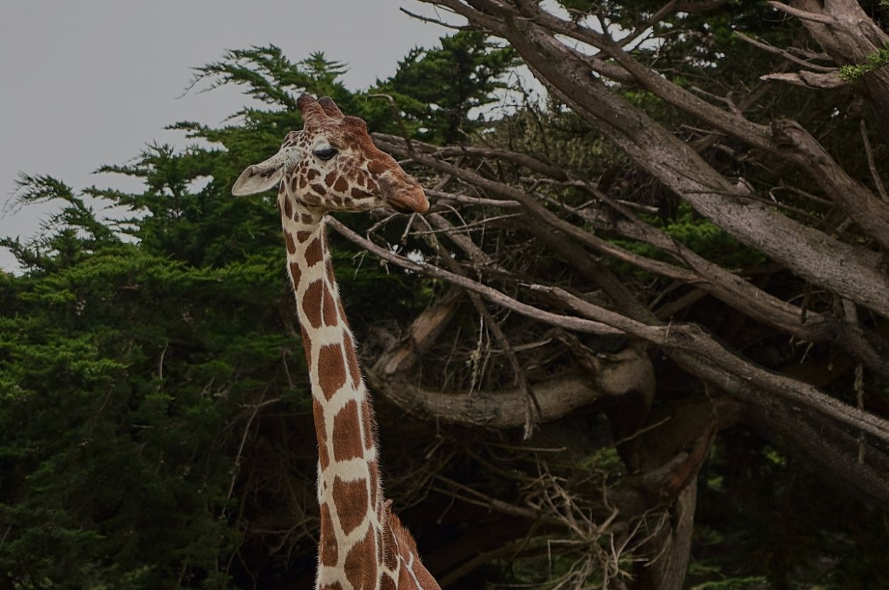 Voir des girafes : une activité insolite près de Nantes.